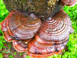 Image result for Ganoderma applanatum