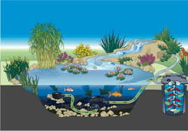 How many koi per pond · most pond experts say you can have one koi per 500 gallons. Pond Planner Pondusa Com