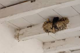 Pour le sens policier au sénégal, les policiers intervenant sur leurs motos de manière rapide comme une hirondelle en vol. Comment Attirer Des Hirondelles Dans Votre Jardin 6 Conseils