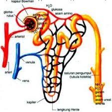 Sistem urinaria terdiri atas dua ginjal dan dua ureter bermuara pada satu vesika urinaria kemudian keluar dengan satu uretra. Jurnal Sistem Urinaria Manusia Pdf