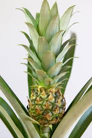 Typically, one feijoa will grow to the approximate size of a medium to large egg or about 1 to 4 inches with an oblong shape. How To Grow And Care For Your Pineapple Plant Lively Root