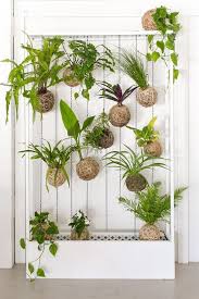 Molti desiderano delle belle piante da appartamento per vivacizzare un angolo noioso e per portare un po' di verde in casa. Pin Su Piante