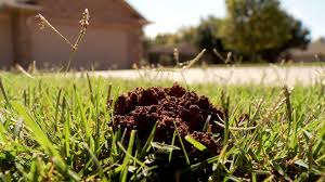 Mice, rats, moles and other rodents dig tunnels underground. Experts Explain Mystery Mounds Found In Oklahomans Yards Kfor Com Oklahoma City