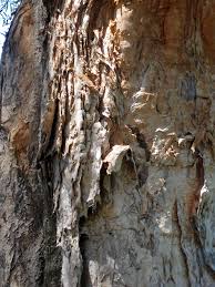 Image result for Melaleuca leucadendron