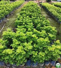 Image result for Polyscias fruticosa