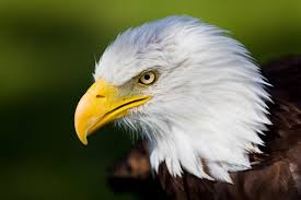 This demo account will show you all the features and settings that a full administrator would have on the security camera vms. 8 929 Eagle Eyes Stock Photos Free Royalty Free Eagle Eyes Images Depositphotos
