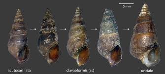 Image result for Pleurostylia africana