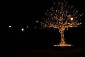 We did not find results for: How To Put Christmas Lights On A Large Outdoor Tree Ryno Lawn Care Llc