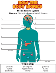 Activity Endocrine System Endocrine System Endocrine Human Body Systems