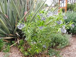 I had the pleasure of sitting down with matt smith and talking to. Pueblo West Xeriscape Demonstration Garden Pueblo West Plant Select