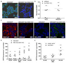 Knockout of the sialic acid transporter SLC35A1 in HEK293T cells... |  Download Scientific Diagram