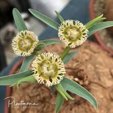 Image result for Erythrococca zambesiaca