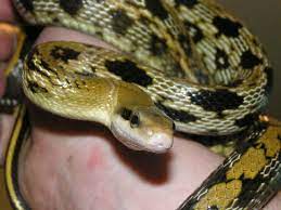 The Natural History And Captive Husbandry Of The Taiwan Beauty Snake Or Chinese Ratsnake Orthriophis Formerly Elaphe Taeniurus Friesei That Reptile Blog Rat Snake Snake Natural History