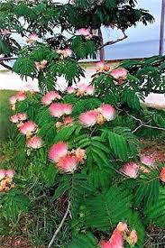 Albizia summer chocolate is distinguished by its burgundy foliage and brighter pink and white flowers. 25 Mimosa Persian Silk Tree Albizia Julibrissin Seeds Etsy Mimosa Tree Trees To Plant Persian Silk Tree