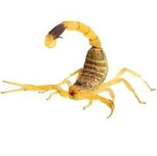 The Deathstalker Scorpion Is Large Venomous Scorpion Measuring 80 To 110 Mm In Length Scorpion Wildlife Facts Beetle