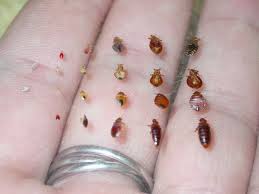 What Do Bed Bugs Look Like Here S A Pic Showing How They Look Through The Different Stages Bed Bug Bites Bed Bugs Bed Bugs Pictures