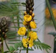 Plant Profile: Popcorn Plant - Northern Gardener