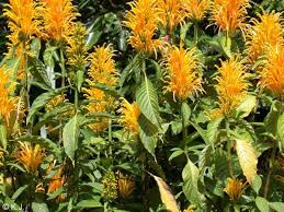 Image result for Justicia aurea