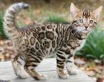 What kind of cat is a Cheetoh? - WildSpots Cattery