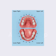 Image result for Dentition