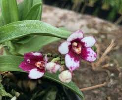Neu Im Shop Orchideen Garten Orchideen Pflanzen
