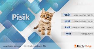 Kedi Kurtce Resim Kurtce Bilgi