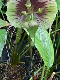 Image result for Afrocanthium pseudorandii