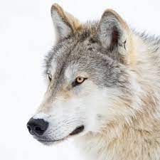 The arkansas historic preservation program documents and registers the state's cultural resource treasures, and provides grants and technical assistance to help the guardians of these places ensure their survival. An Abomination The Story Of The Massacre That Killed 216 Wolves Animals The Guardian