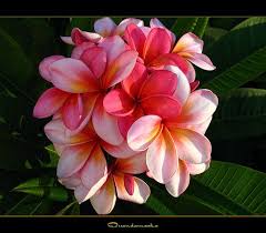 Pin By Seven Colonial On Plants And Gardens Flowers Australia Australian Flowers Plumeria Flowers