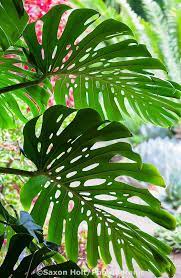 Split Leaf Philodendron Monstera Deliciosa Leaf In Shade Backlit Against Bright Garden Decoracion De Jardin Diy Hojas Pintadas Monstera Deliciosa