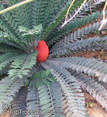 Image result for Eccoptocarpha