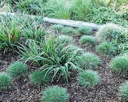 Image result for Festuca simensis