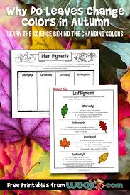 So, the deciduous trees shut down their 'leafy food factories' in the winters to save their energy and go dormant. Why Do Leaves Change Colors In Autumn Woo Jr Kids Activities