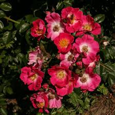The rose american pillar was first bred in 1902 in the united states by dr walter van fleet and it was later introduced to market in 1908 by conard & jones. Rosa Kletterrose American Pillar Rosen Und Pflanzencenter Huber Dottikon