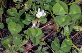 Image result for Trifolium
