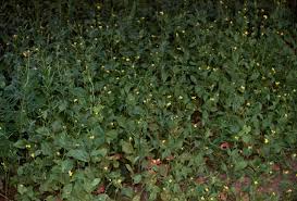 Image result for Erucastrum arabicum