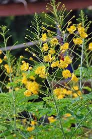 Image result for Caesalpinia