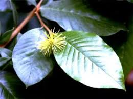 Image result for Trichocladus ellipticus