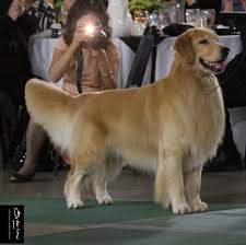 Maybe you would like to learn more about one of these? Blue The Golden Retriever Home Facebook