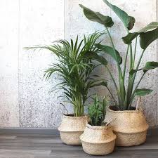 Check spelling or type a new query. Plantas Artificiales Para Decorar Tu Hogar Maia Shop