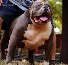 Maybe you would like to learn more about one of these? Xxl American Bullies In Alabama