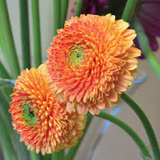 Dahlia blooming season spreads from july to october. Pom Pom Gerbera Juicy Garden Express