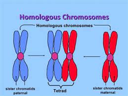 Maybe you would like to learn more about one of these? What Is The Difference Between A Homologous Chromosome And A Tetrad Socratic