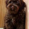 Find the perfect havanese puppy for sale at puppyfind.com. Https Encrypted Tbn0 Gstatic Com Images Q Tbn And9gctpwsj6jmkd1denpreeyjnt57qubphtibrxiifiqsv9flamrsjq Usqp Cau