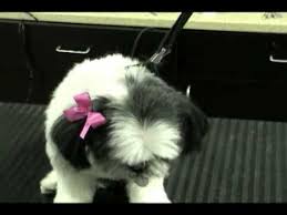 Sassy sallie's hair bows for dogs. A Short Clip Showing You How To Place A Bow And Not Having It Come Out For More Quick Tips Visit Http Www Melissaverp Dog Hair Bows Dog Bows Diy Dog Bows