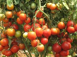 We thoroughly understand the value of quality in these natural products, we have to look after their quality and nutritive states with utmost care, we can't let our hybrid seeds let lose their quality and provide our customers. 19 Kg From 1 Tomato Plant Wonder Variety