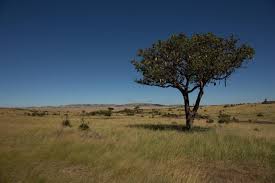 Image result for Glenniea africana