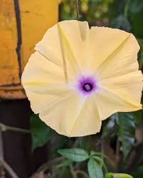 Image result for Ipomoea tuberculata