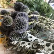 Image result for globe thistle