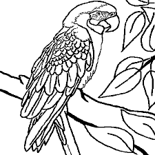dessin perroquet a colorier coloriage lapin avec des lunettes